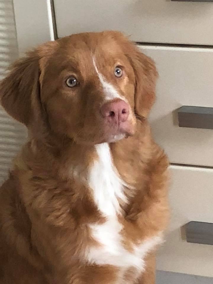 Juno